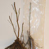 Kruisbes 'Engelse wit' (x2) - Ribes uva-crispa anglaise blanche