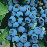 Blauwe bes - Vaccinium corymbosum vitaminos