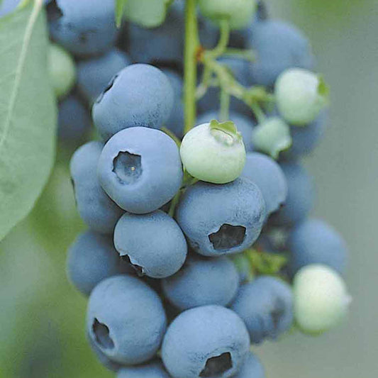 Blauwe bes - Vaccinium corymbosum vitaminos - Fruit