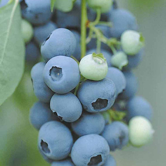 Blauwe bes - Vaccinium corymbosum vitaminos