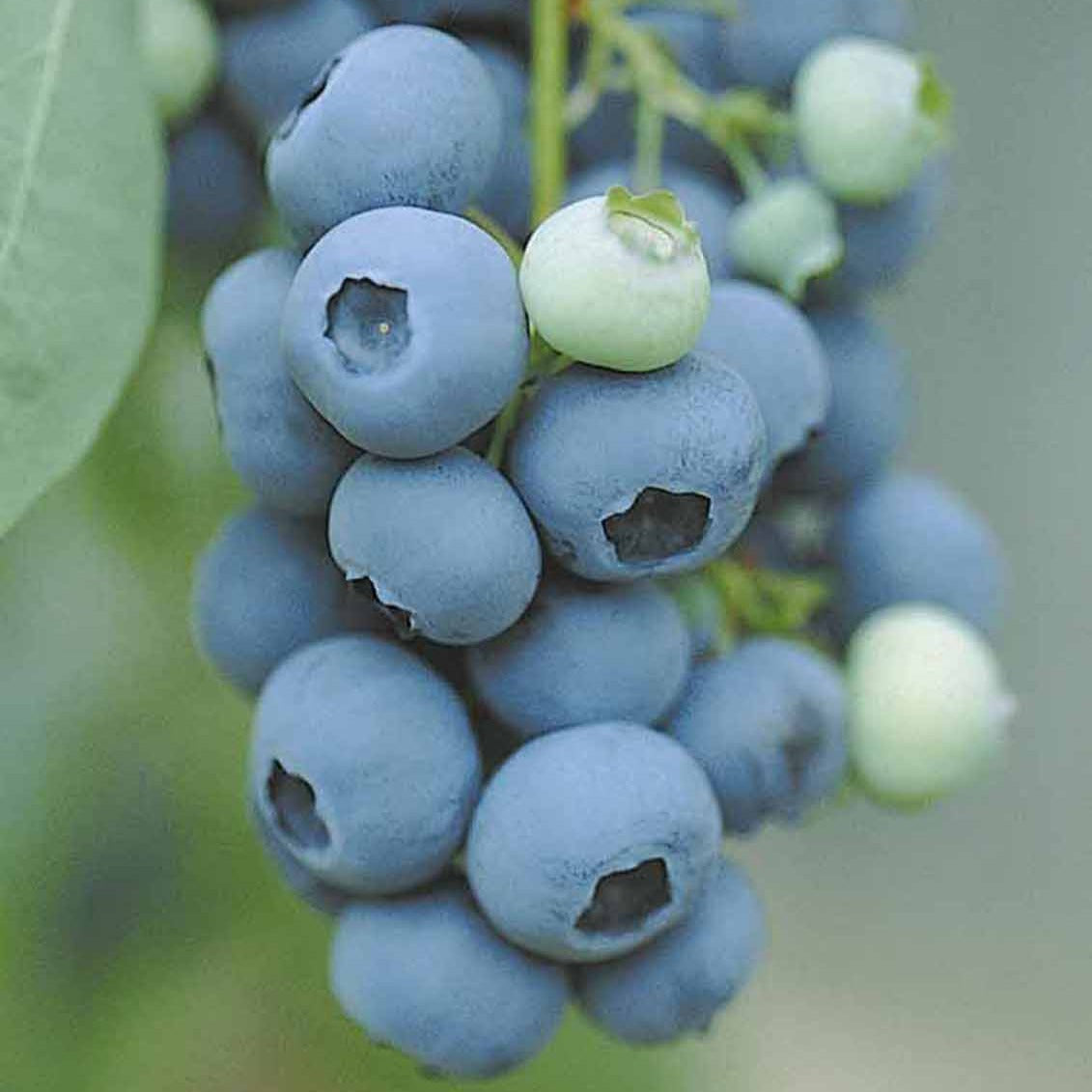 Fruitstruik Mix 'Bomvol Vitamine' - Vaccinium corymbosum, lycium barbarum, vaccinum macrocarpon, schisandra chinensis - Bakker