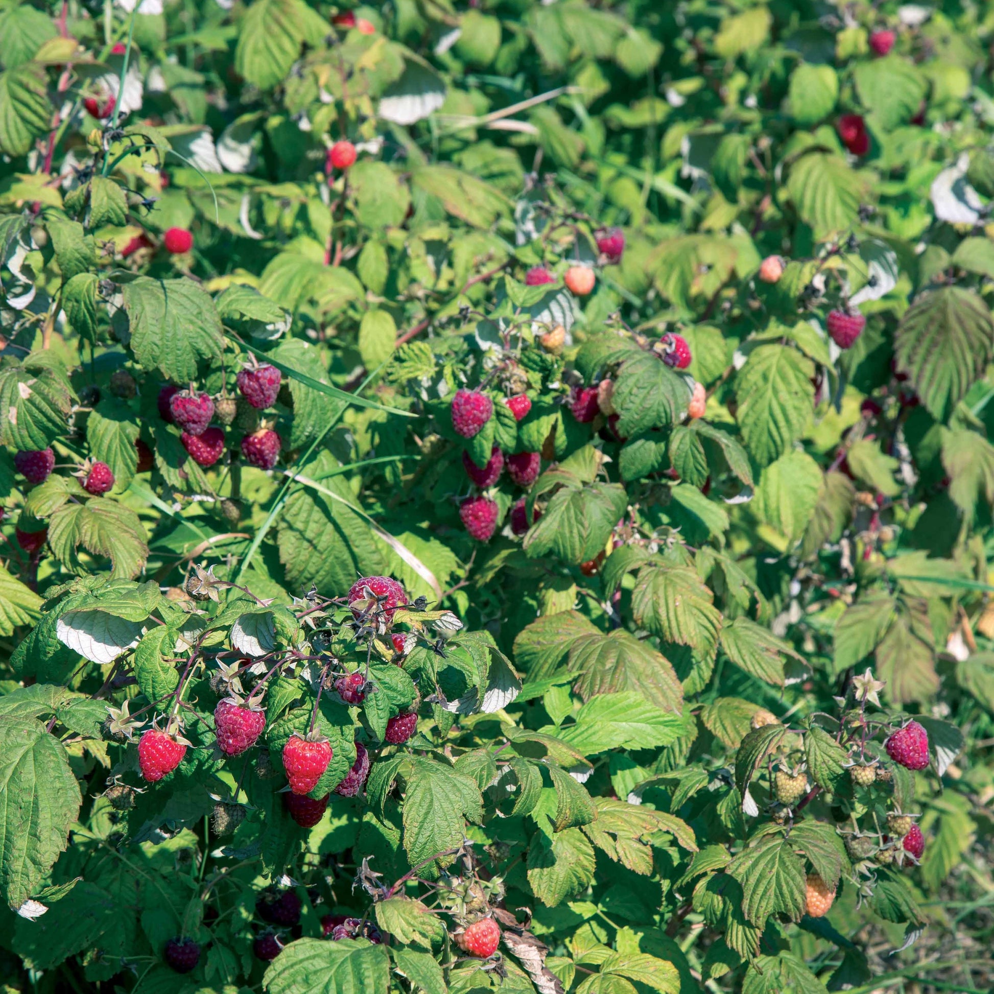 Framboos 'Heritage' - Rubus idaeus Heritage - Framboos