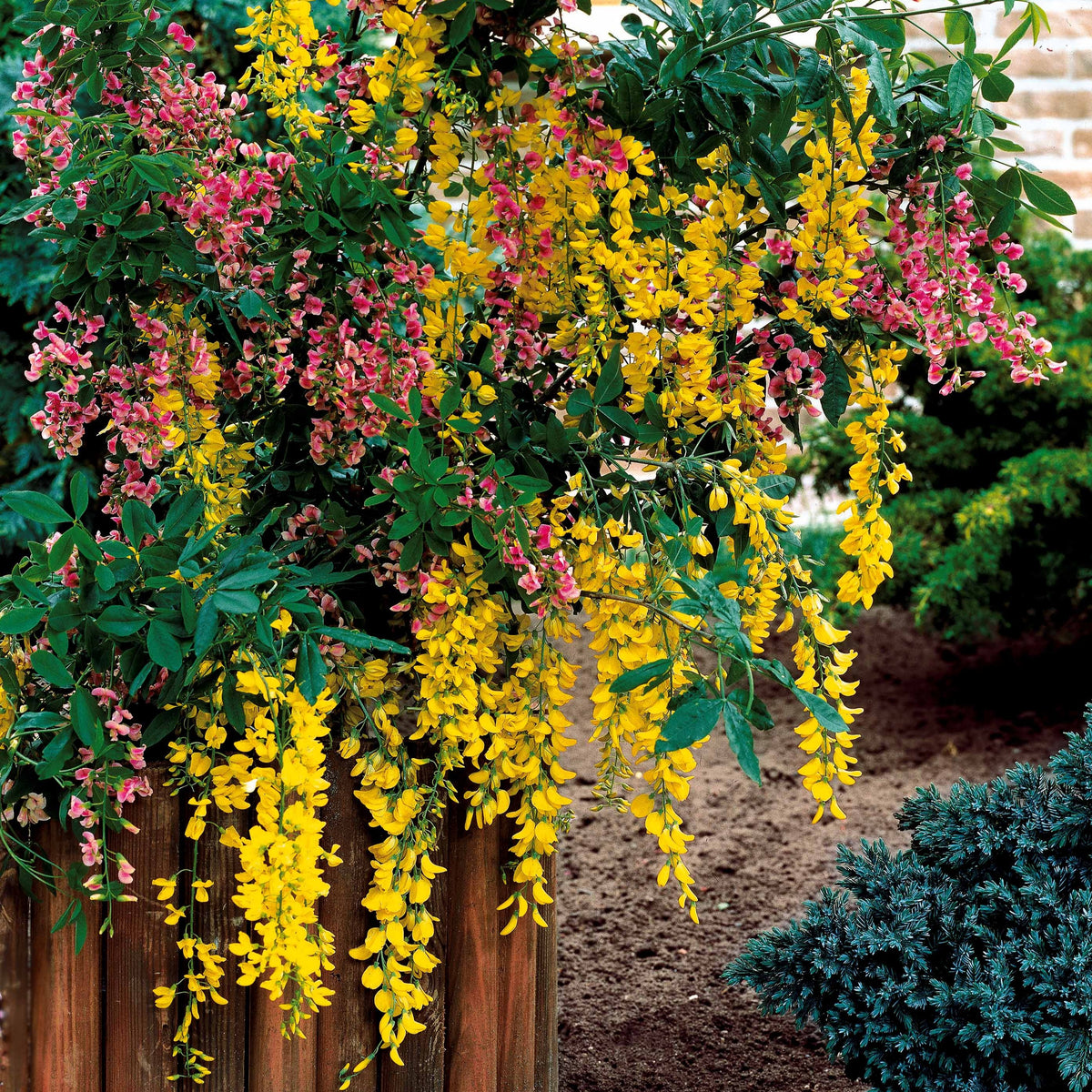Adam's goudenregen - Laburnocytisus adamii - Bakker