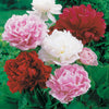 Geurende pioenroos Mix - rood + roze + wit (x3) - Paeonia lactiflora - Heesters en vaste planten