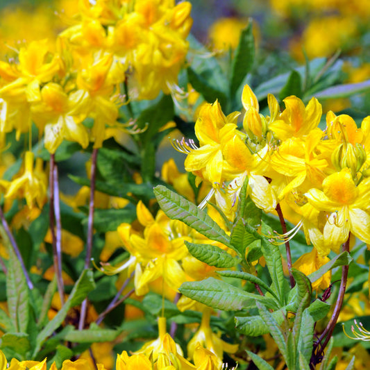 Azalea - geel - Bakker
