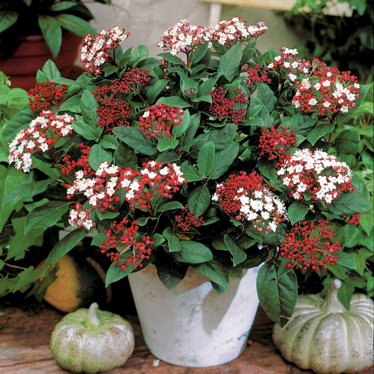 Sneeuwbal (Viburnum) - Sneeuwbal 'Spirit' - Viburnum tinus Spirit