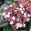 Sneeuwbal 'Spirit' - Viburnum tinus spirit - Heesters