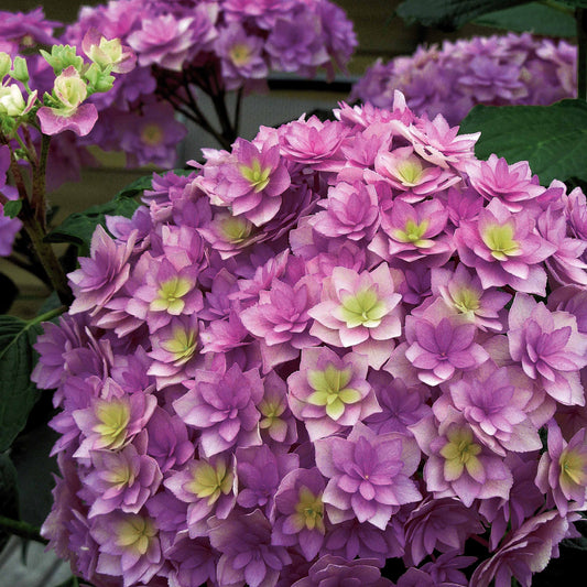 Boerenhortensia 'Expression' - Bakker