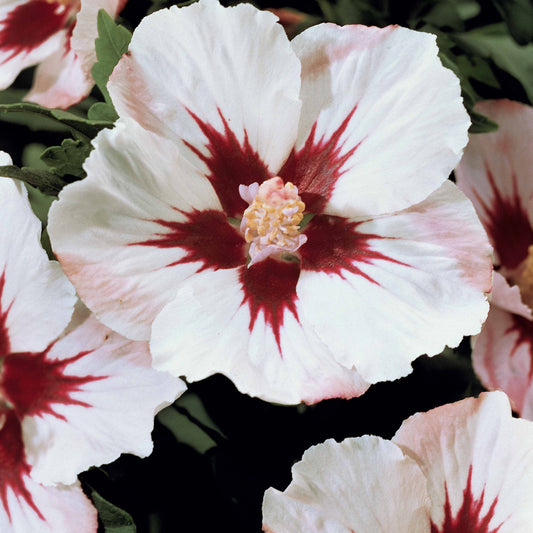 Altheastruik op stam - wit/rood - Hibiscus syriacus - Heesters en vaste planten
