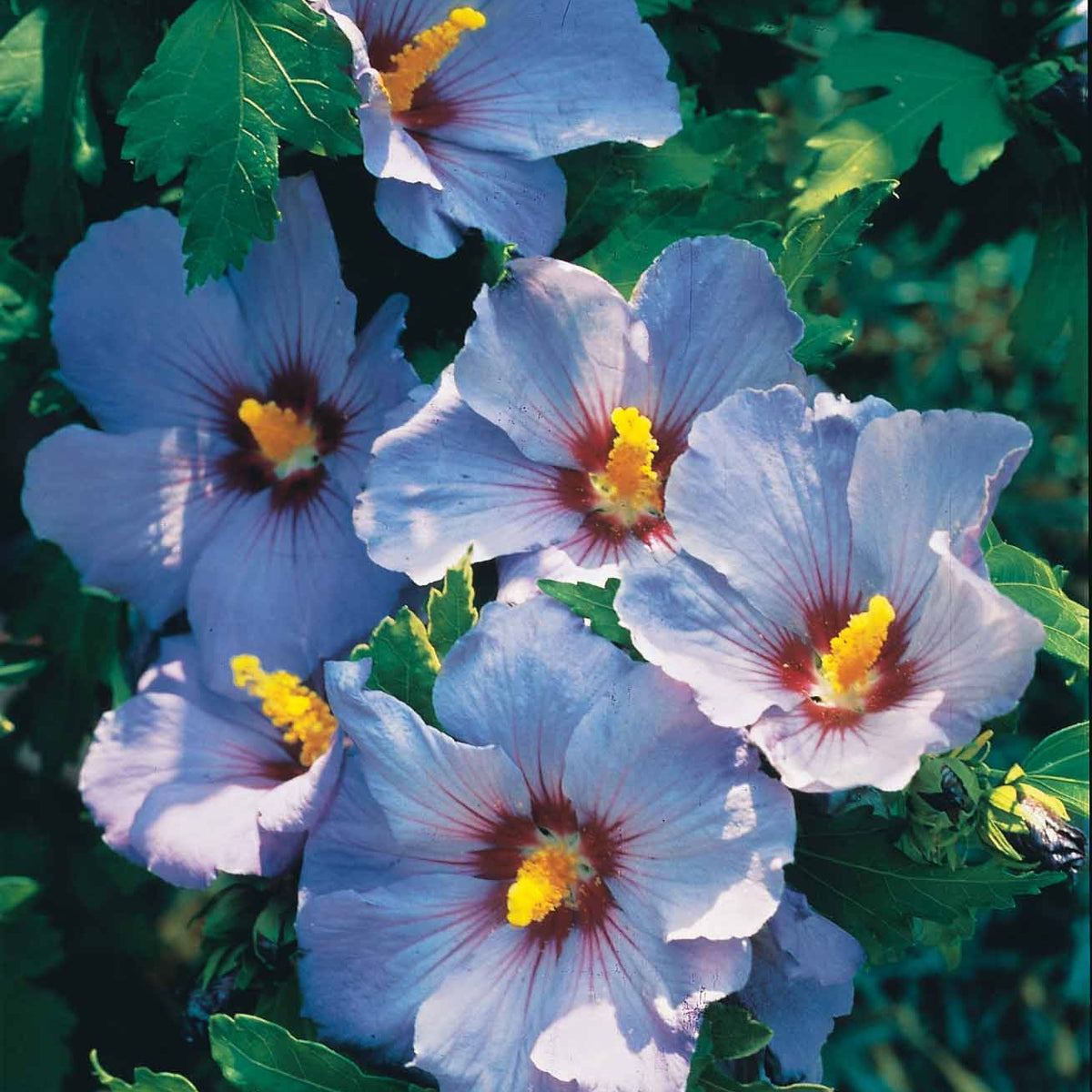 Hibiscus syriacus - Altheastruik op stam - blauw - Hibiscus
