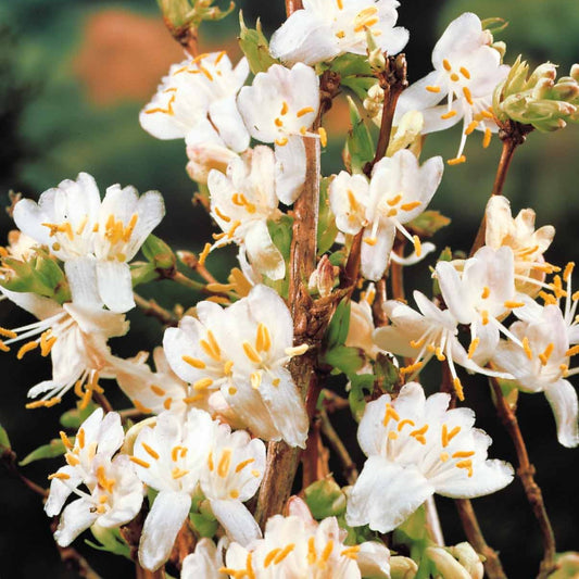 Winterkamperfoelie - Lonicera fragrantissima - Tuinplanten