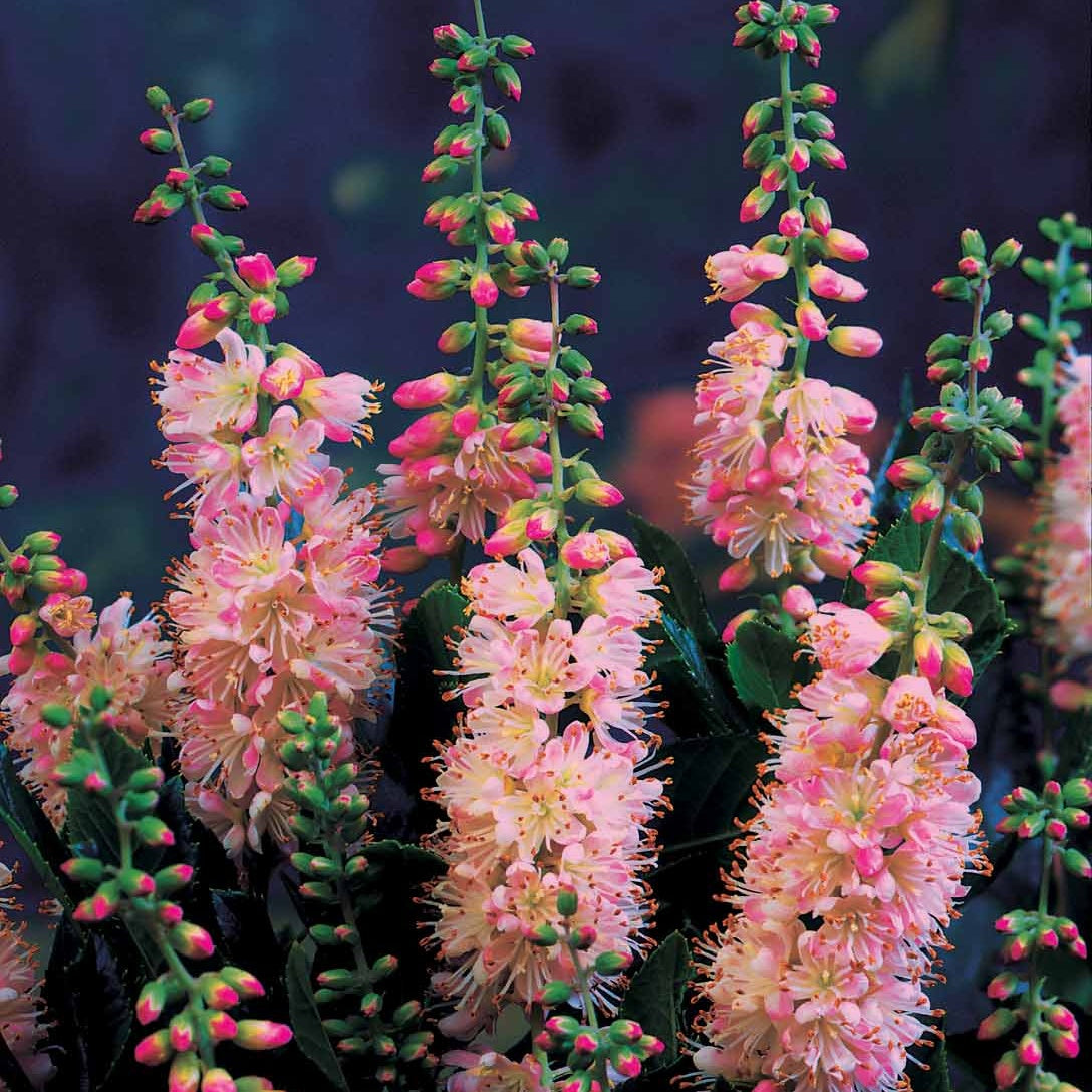 Schijnels (x2) - Clethra alnifolia - Bakker