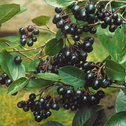 Appelbes 'Viking' - Aronia melanocarpa viking