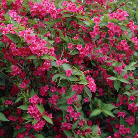 Weigelia 'Bristol Robijn' - Weigela Bristol Ruby - Tuinplanten