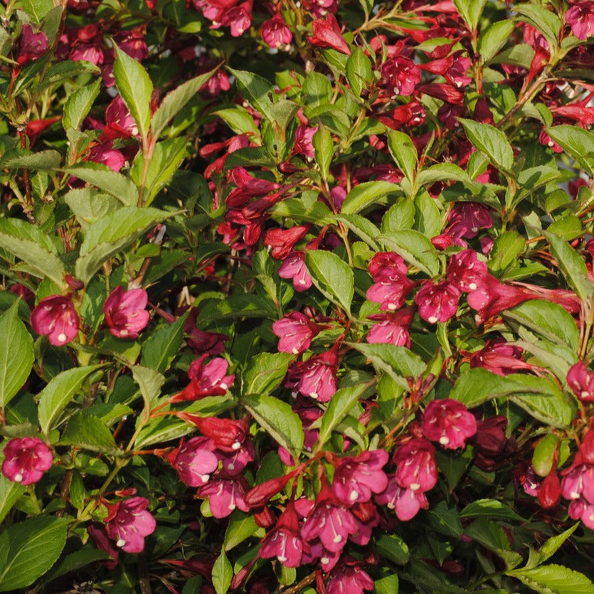Verkoop Weigelia 'Bristol Robijn' - Weigela florida Bristol Ruby