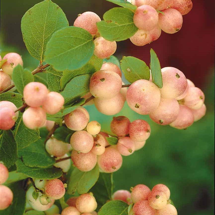 Sneeuwbes 'Mother of Pearl' - Symphoricarpos doorenbosii mother of pearl