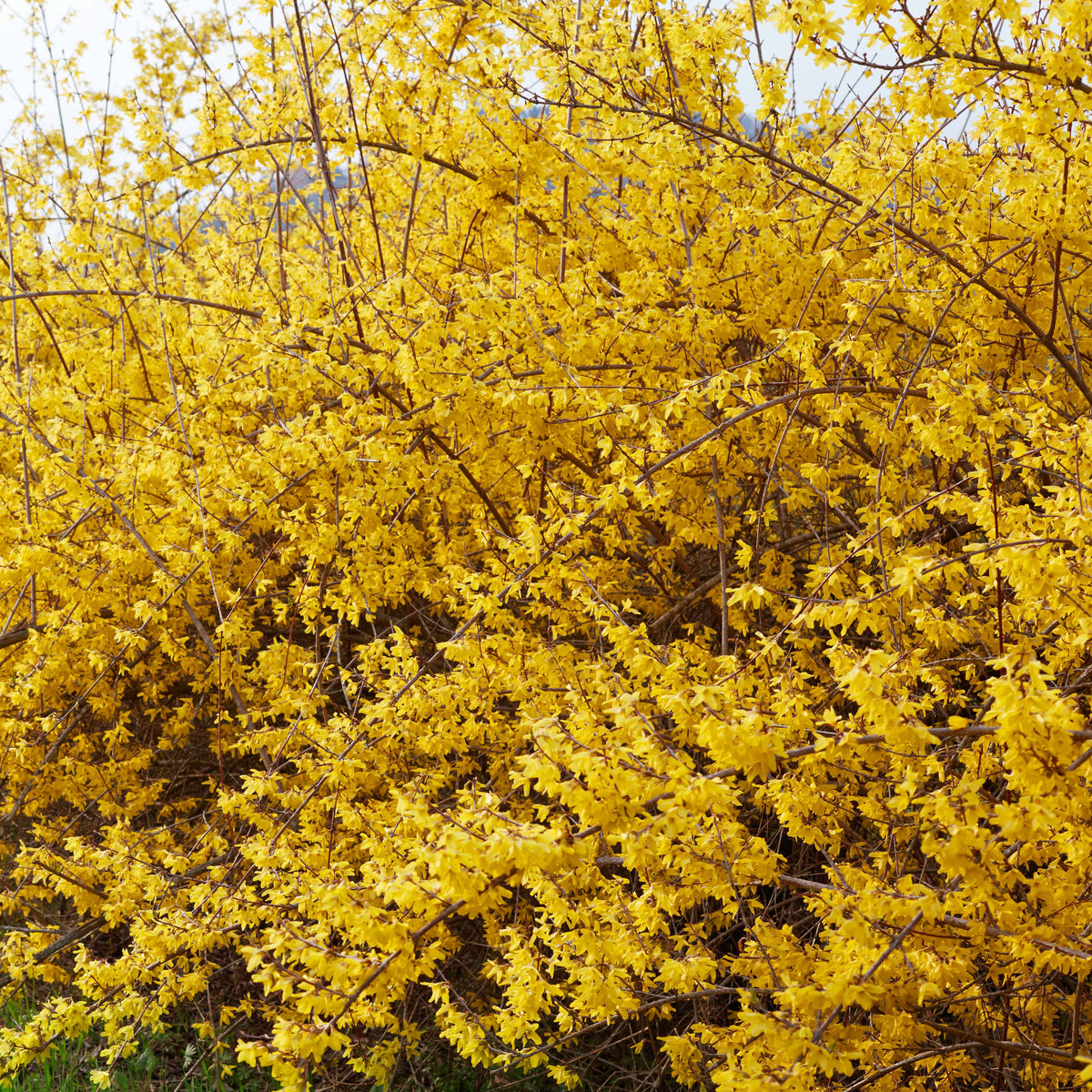 Heesters - Chinees klokje 'Spectabillis' - Forsythia x intermedia Spectabilis