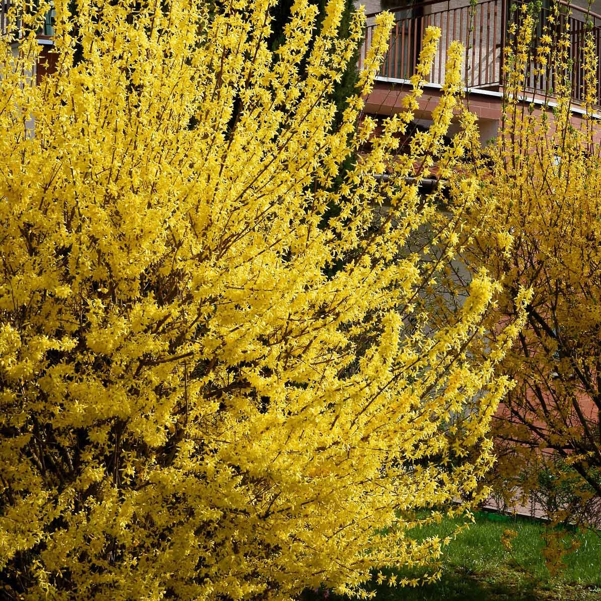 Verkoop Chinees klokje 'Spectabillis' - Forsythia x intermedia Spectabilis