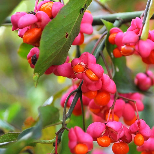 Wilde kardinaalsmuts - Euonymus europaeus - Heesters