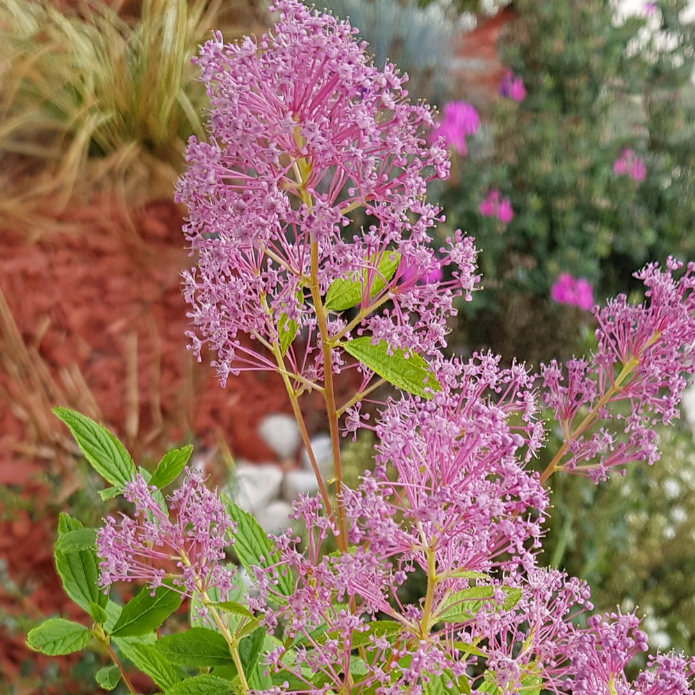 Amerikaanse sering 'Marie Simon' - Ceanothus x pallidus marie simon