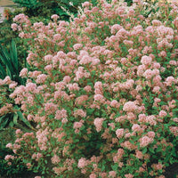 Amerikaanse sering 'Marie Simon' - Ceanothus x pallidus marie simon