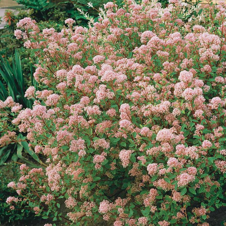 Amerikaanse sering 'Marie Simon' - Ceanothus x pallidus marie simon - Bakker