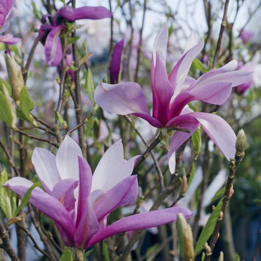 Beverboom 'Susan' - Magnolia susan - Plantsoort