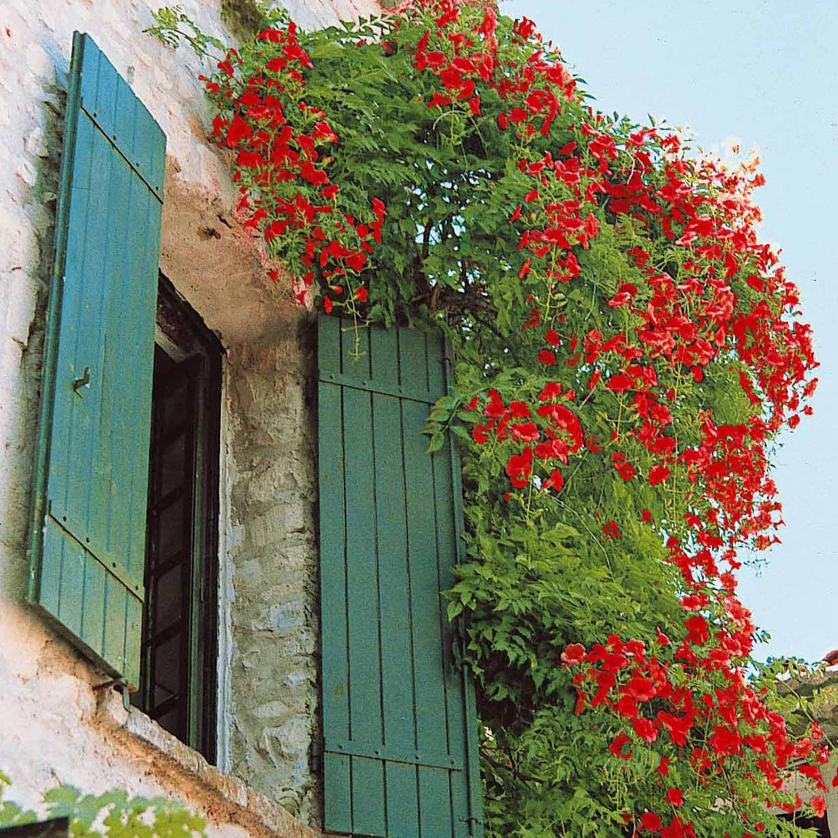 Trompetbloem 'Stromboli' - Campsis radicans stromboli - Bakker