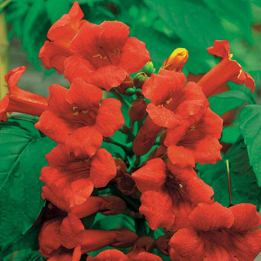 Trompetbloem 'Stromboli' - Bakker