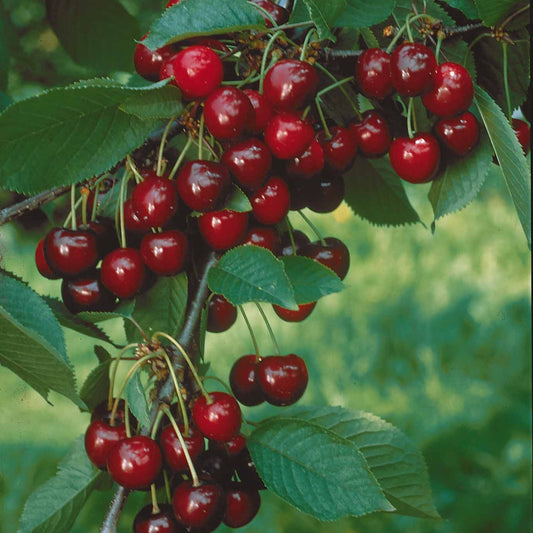 Zoete kers 'Van' - Prunus avium van - Fruit