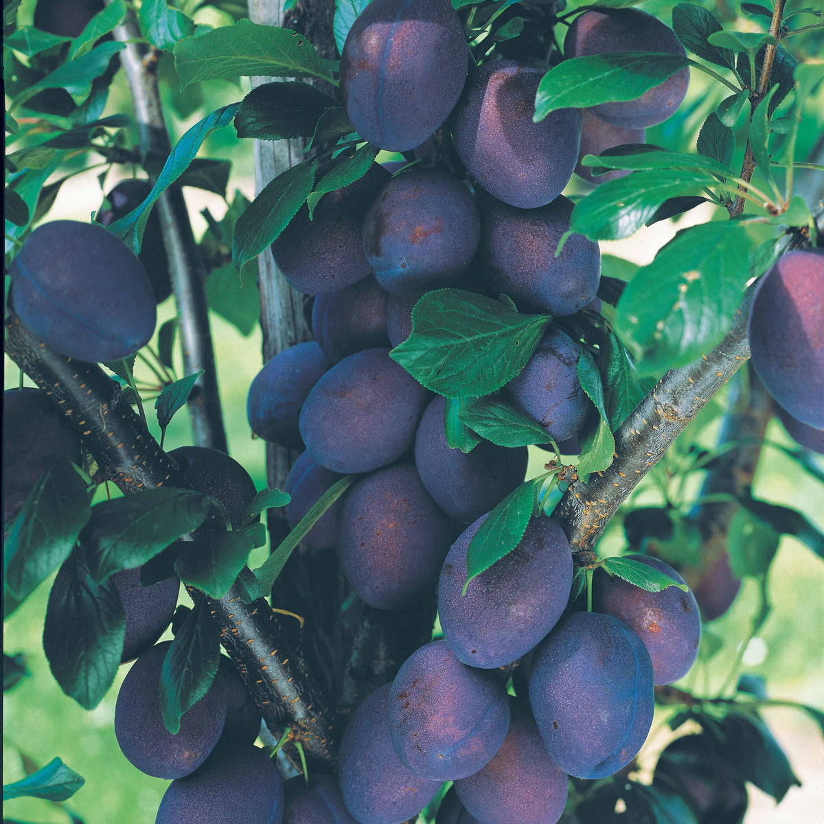 Prunus salicina Black Amber - Mini pruimenboom 'Black Amber' - Pruimenbomen