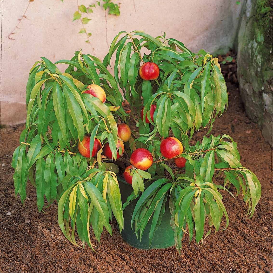 Nectarine 'Morton' - Prunus persica Morton - Bakker