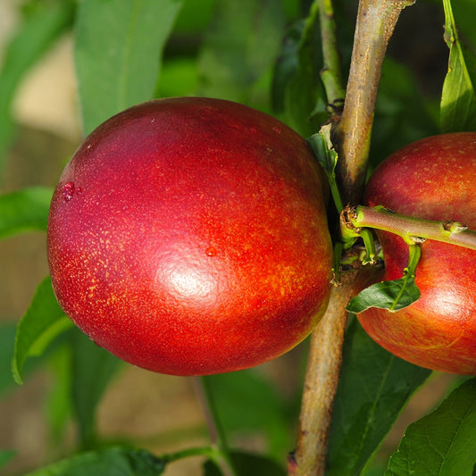 Nectarine 'Morton' - Prunus persica Morton - Fruit