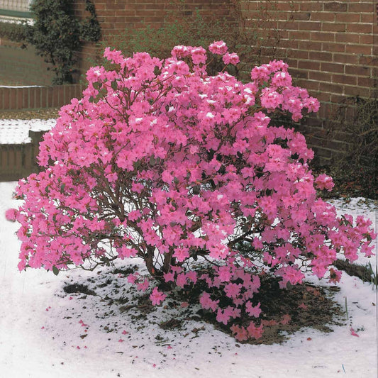 Rhododendron 'Praecox' - Rhododendron praecox - Heesters en vaste planten