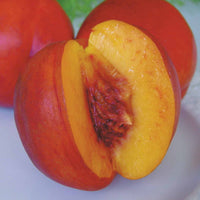 Nectarine 'Nectared - Prunus persica nectared - Fruit