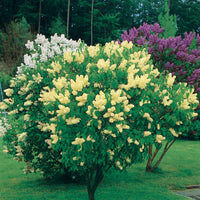 Gele Sering - Syringa vulgaris primrose - Tuinplanten
