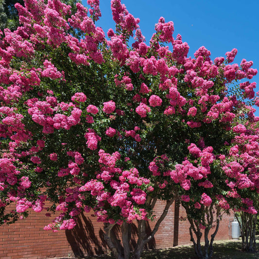 Indische sering - roze - Bakker