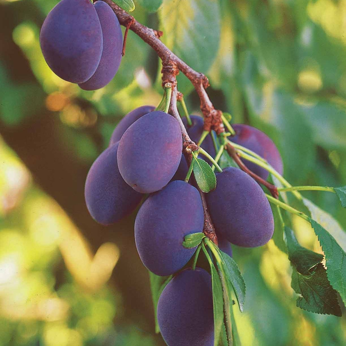 Pruimenboom 'Quetsche d'Alsace' - Pruimenbomen - Bakker