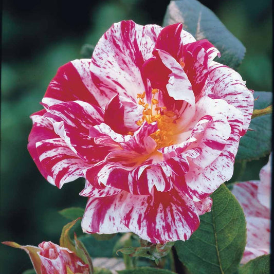 Stamroos 'Armida' - Rosa (m) armida - Plantsoort