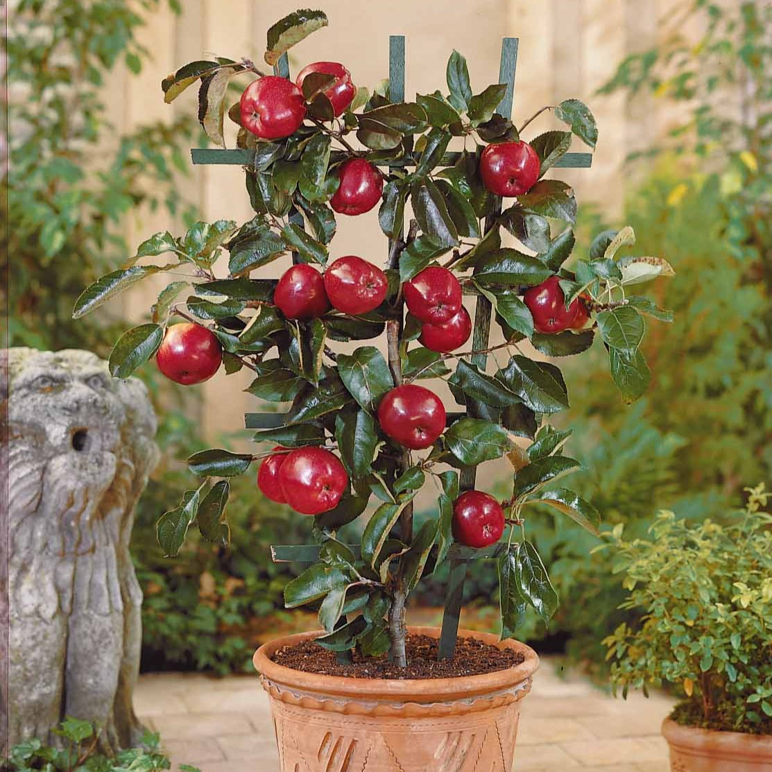 Appelboom 'Braeburn' - Malus domestica Braeburn - Bakker