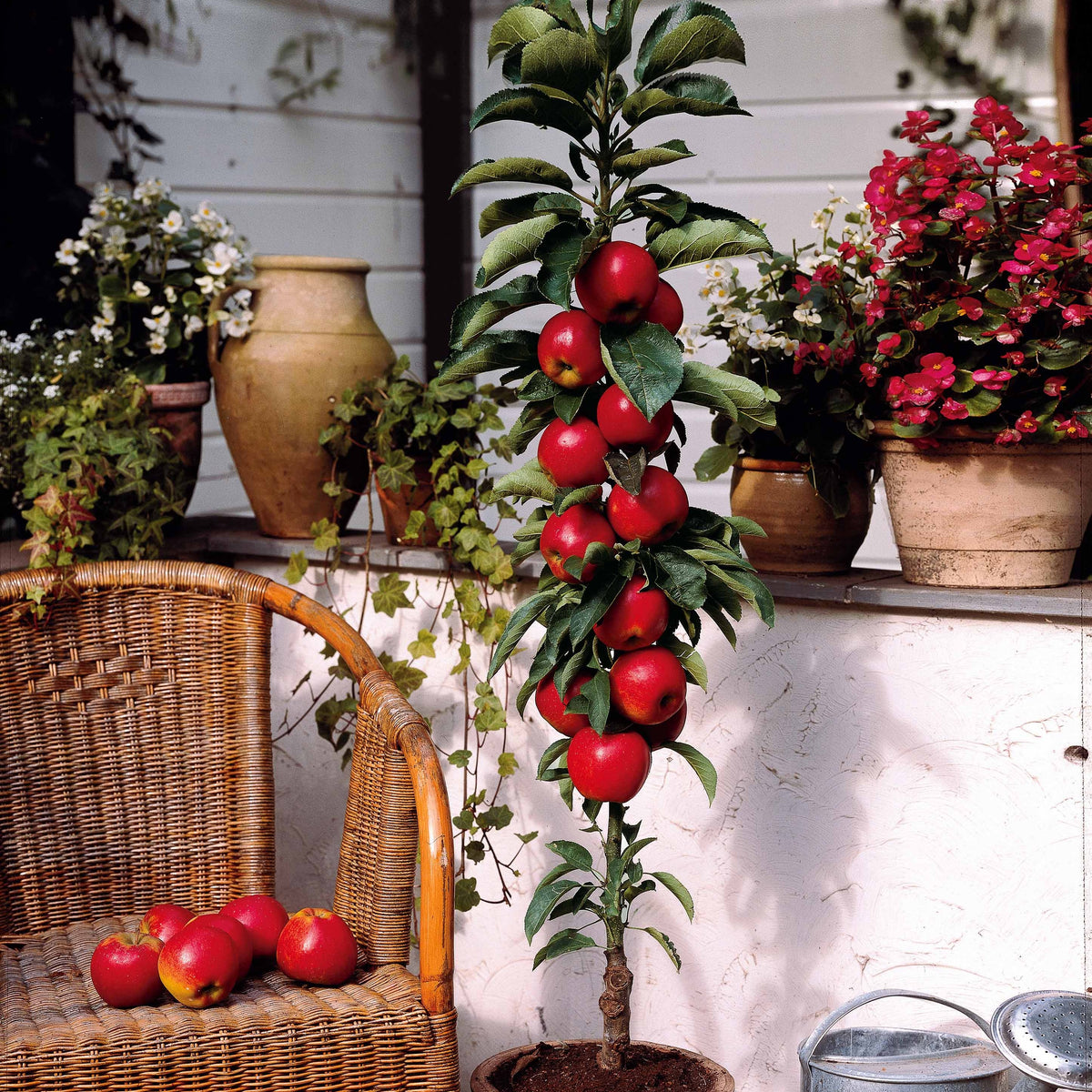 Appelboom 'Braeburn' - Bakker