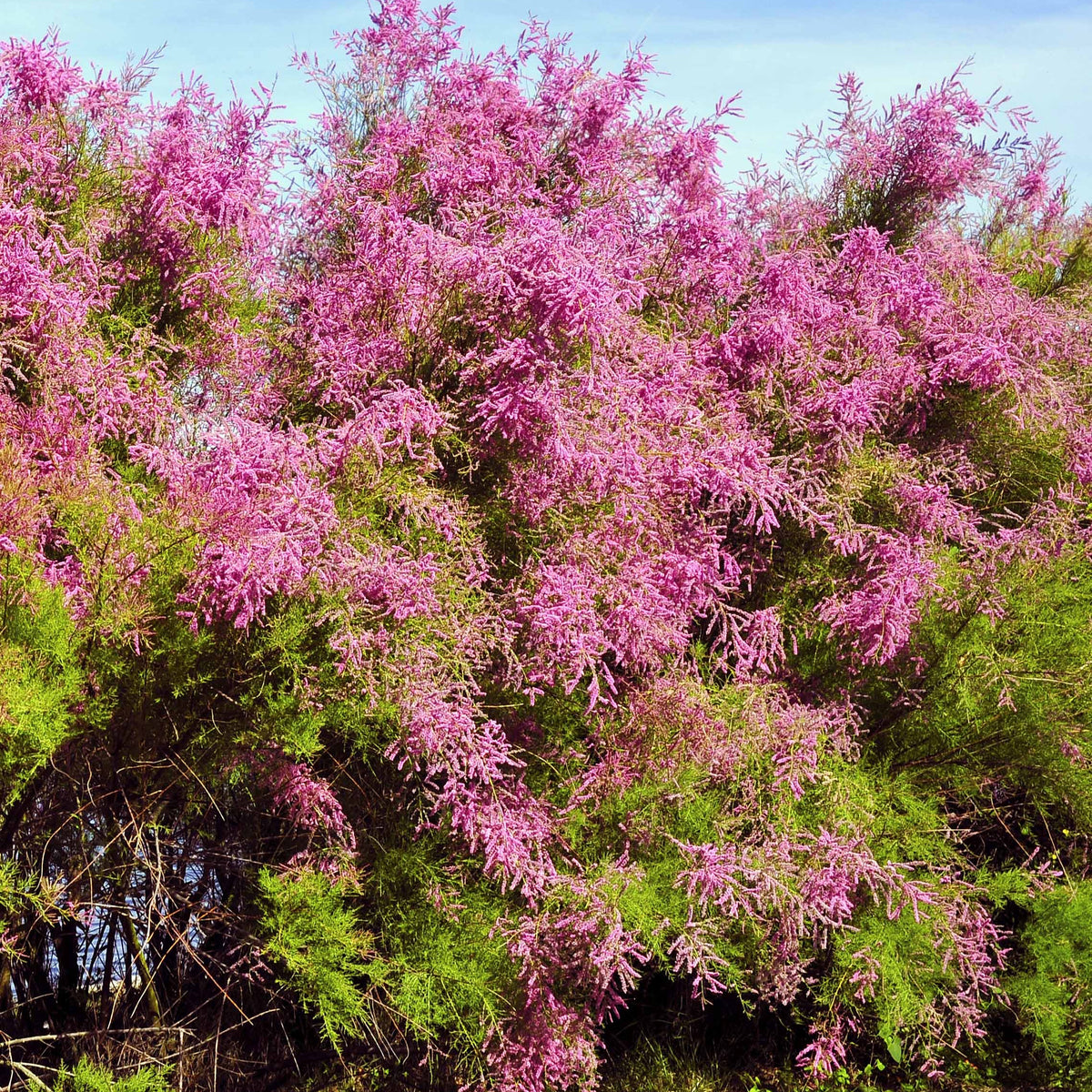 Tamarisk - Tamarix tetrandra - Bakker