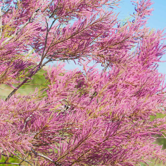 Tamarisk - Bakker