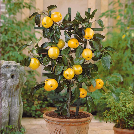Mini Appelboom 'Golden Delicious' - Bakker
