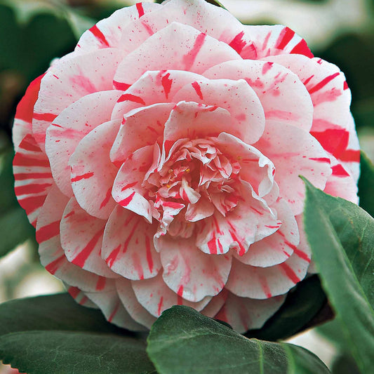 Japanse roos 'William Barlett' - Camellia japonica william bartlett - Plantsoort