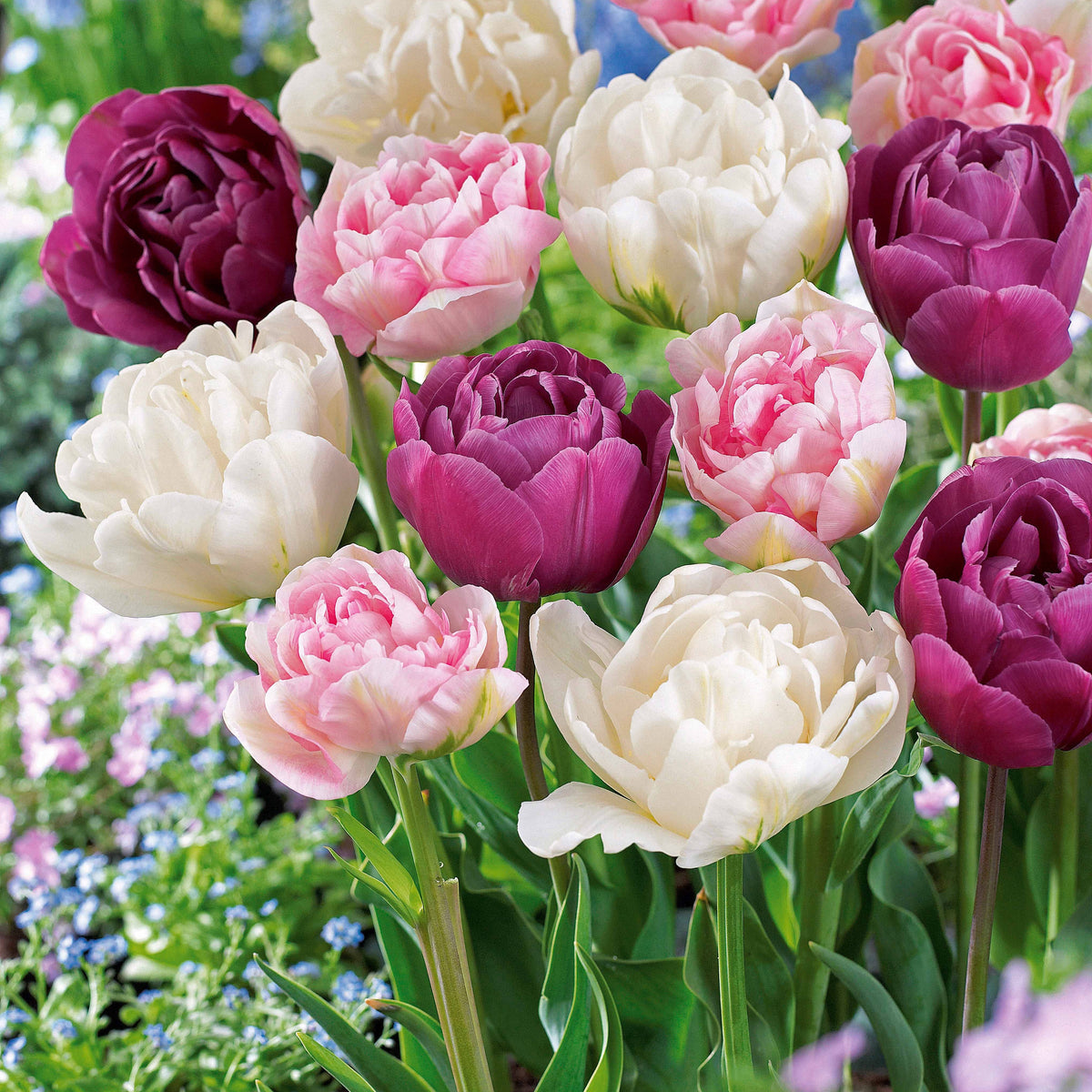 Pioentulpen gemengd - Tulipa 'Angelique', 'Exotic Emperor', 'Negrita Double' - Bakker