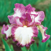 Baardiris 'Autumn Encore' (x3) - Iris germanica autumn encore - Heesters en vaste planten