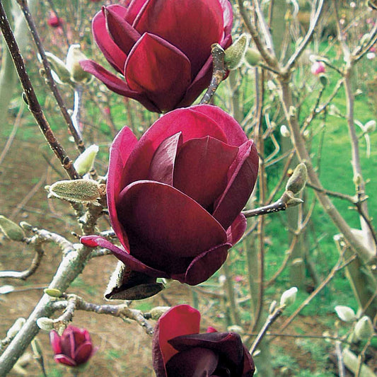 Beverboom 'Genie' - Magnolia Genie - Plantsoort