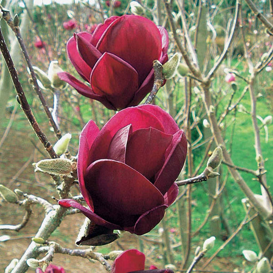 Magnolia 'Genie' - Bakker