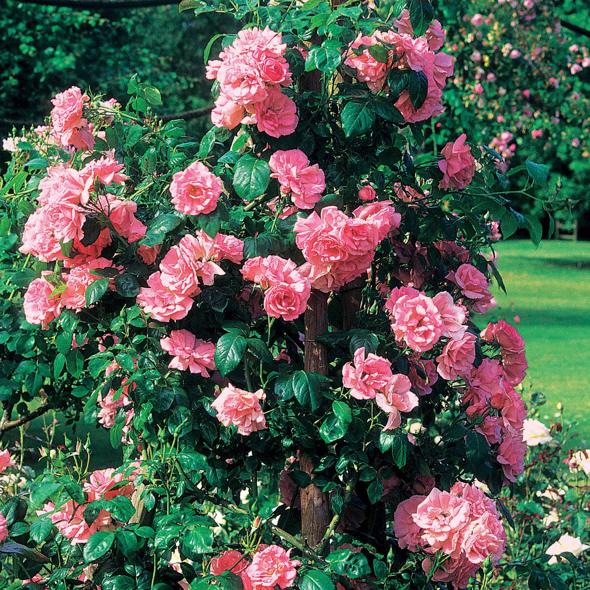 Rosa jasmina korcentex - Klimroos 'Jasmina Korcentex' - Klimrozen